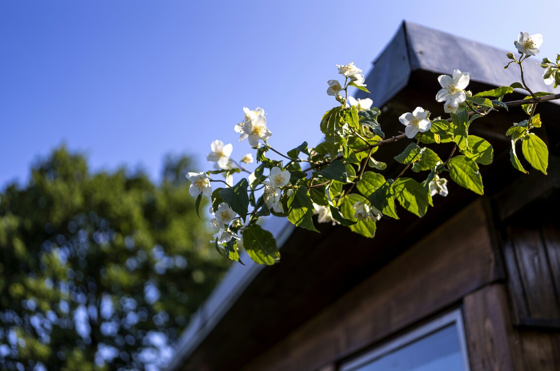 GardenShed Roof- flowers